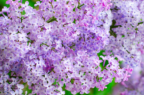 Lilac blossoming branches, Selective focus