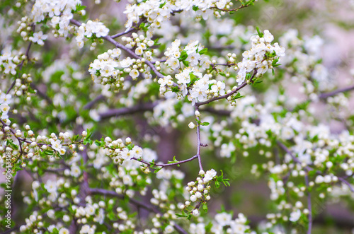 Cherry branch with beautiful background