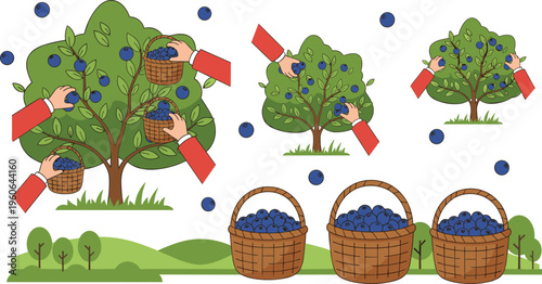 Blueberry harvesting vector illustration with orchard trees, baskets, hands picking fruit, and farm design