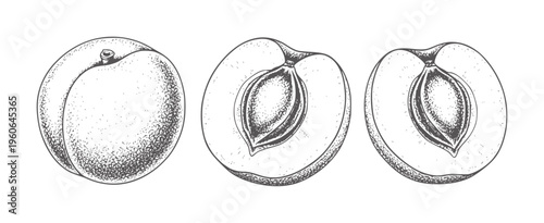 Hand drawn of a whole apricot and two halves showing the pit fruit half