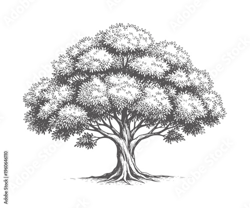 Of a large deciduous tree with full foliage and visible roots branches leaves