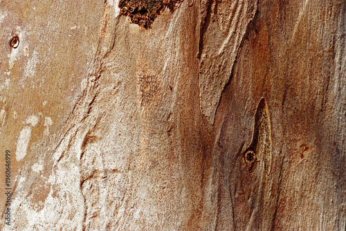 Konstfotografi Old Tree Trunk Surface sycamore with Weathered Layers and Abstract Wood Grain Pattern