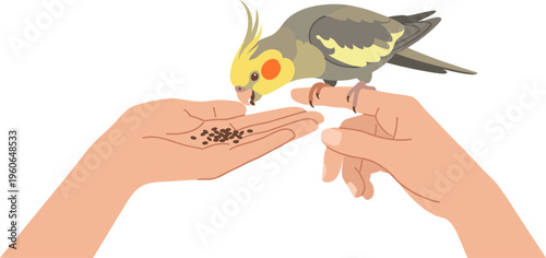 Person feeding cockatiel seeds from hand in daytime