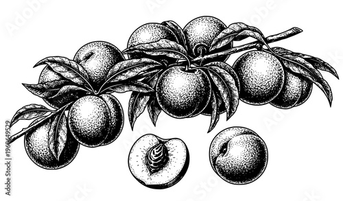 Vintage engraved peach fruit branch illustration black and white detailed botanical etching style vector