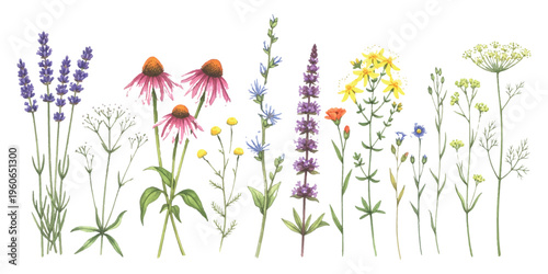 A beautiful collection of hand painted watercolor wildflowers arranged in a horizontal composition