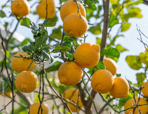 Ripe lemon fruits on lemon tree and blue sky at the background. Close-up.