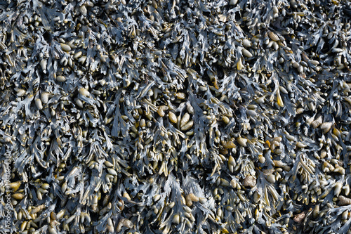 Seaweed at low tide on a quay wall on the North Sea coast