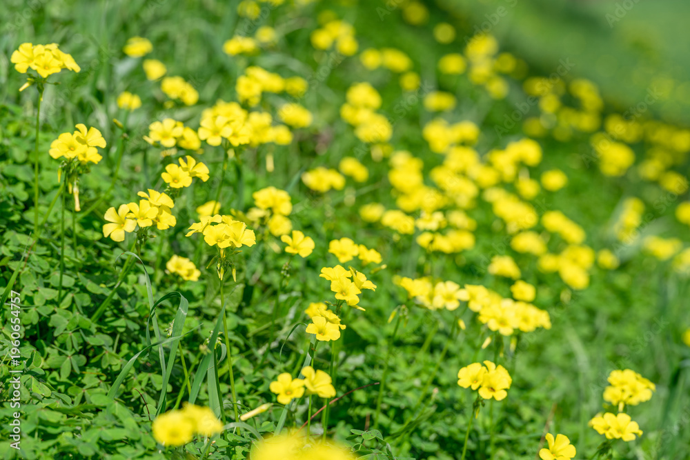 Obraz premium vibrant field of yellow oxalis flowers blooming in a lush green meadow, creating a fresh natural spring background.