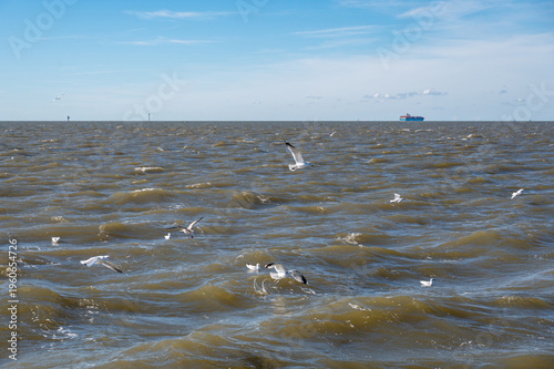 Seagulls fly over the water at the sea
