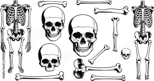 WebSilhouette collection of human skeletons and bones, anatomy artwork, educational medical illustration, skeletal system design inspiration