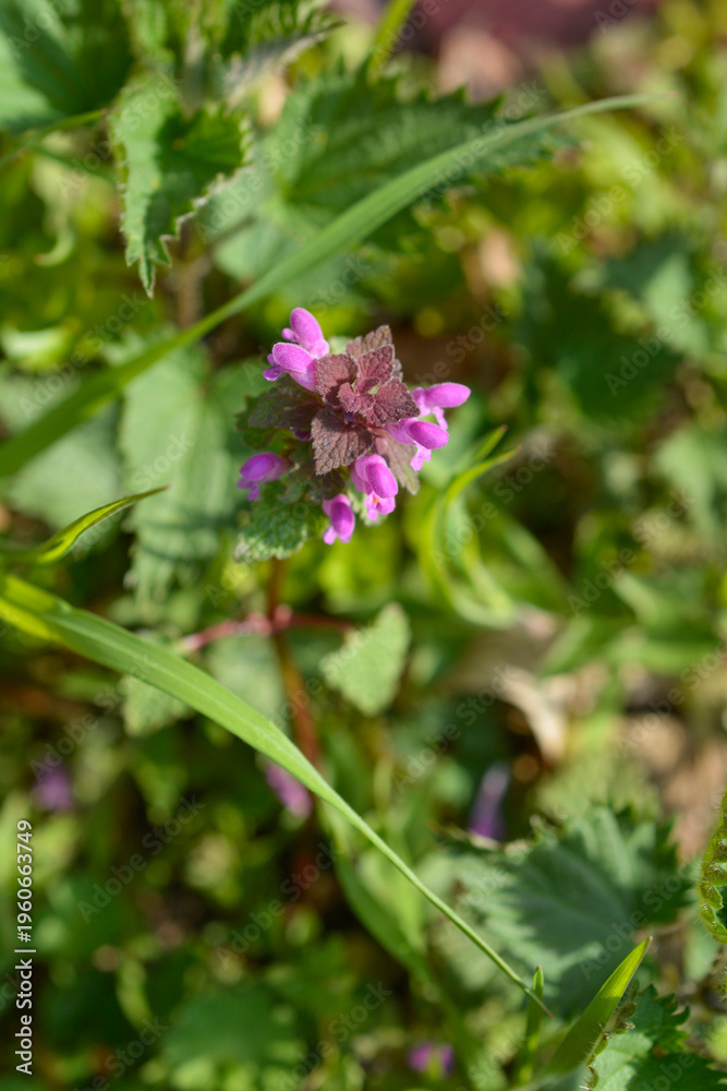 Fototapeta premium A close up shot of purple dead nettle flowers blooming in a green meadow during spring - latin name - Lamium purpureum