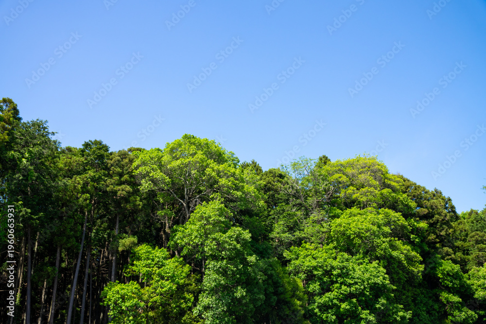Fototapeta premium 爽やかな公園の新緑と青空