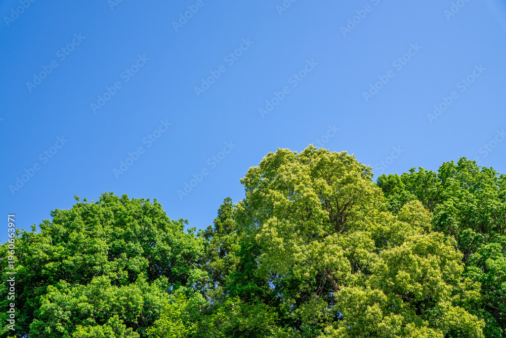 Obraz premium 爽やかな公園の新緑と青空