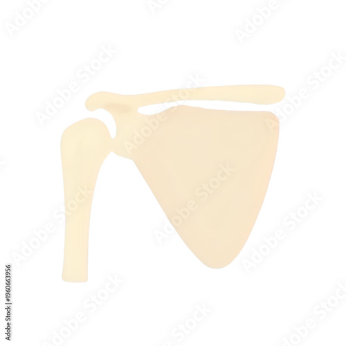 A human scapula bone is shown in a medical illustration with shoulder joint and arm.