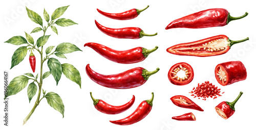 Watercolor red chili pepper set, botanical plant branch with whole, sliced and chopped chili illustration isolated on transparent background.