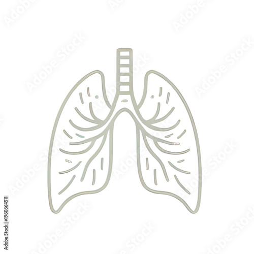 An illustration of lungs with trachea and bronchi, viewed from front