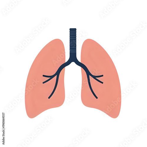Anatomical illustration of human lungs and trachea in detailed view