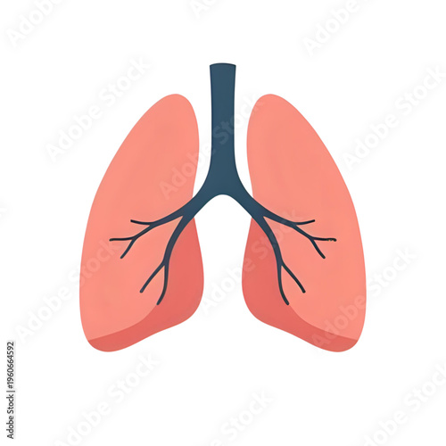 Anatomical illustration of human lungs with trachea and bronchi