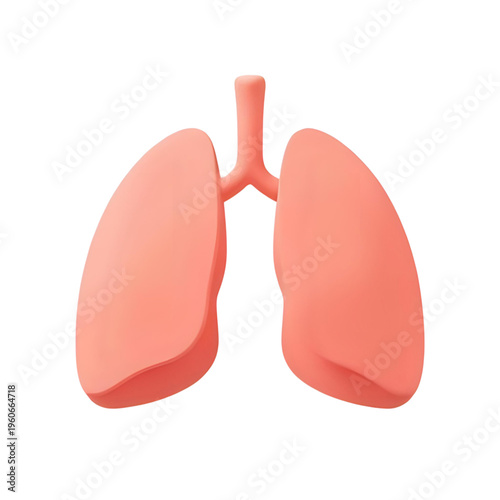 Anatomical illustration of human lungs with trachea and bronchi in a medical context