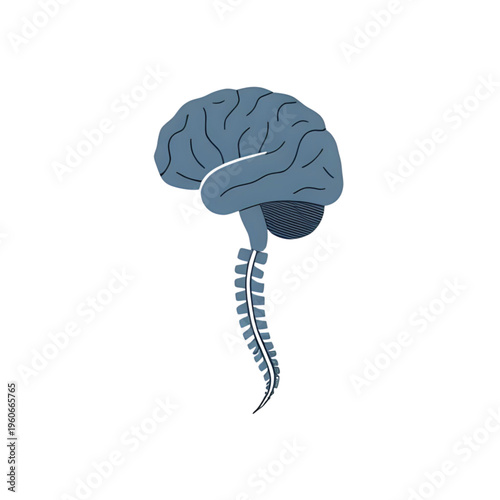 The human brain and spinal cord are depicted in a medical illustration from a side view.