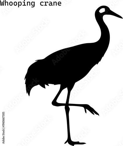 Whooping crane silhouette standing on one leg isolated on white background vector illustration.