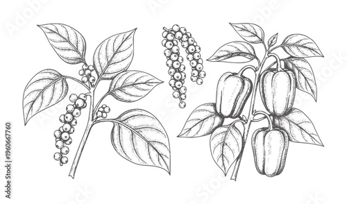 Black pepper and bell pepper plants with leaves and fruits leaf