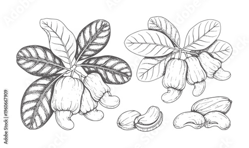 Hand drawn cashew nuts and leaves white fruit food