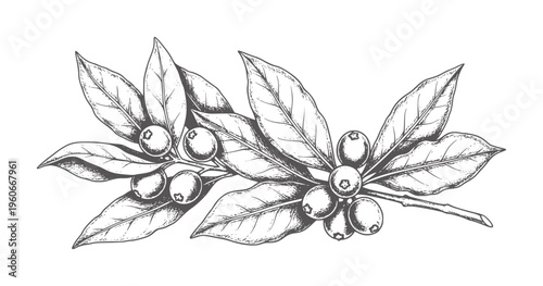 Hand drawn of coffee branch with berries and leaves vintage