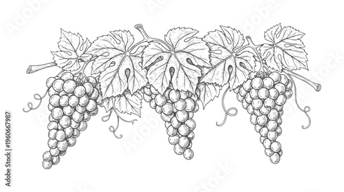 Hand drawn of ripe grape clusters with leaves and tendrils grapes vine leaf