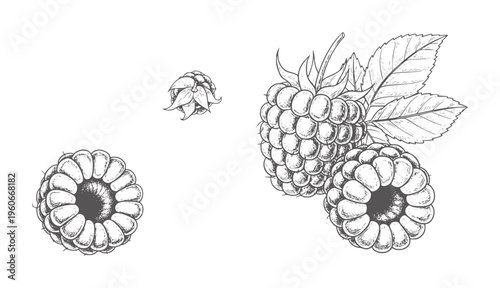 Hand drawn raspberries and leaves in vintage style raspberry fruit food nature leaf