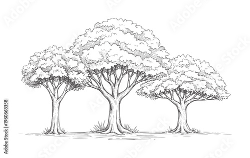 Three textured trees with lush foliage in a sketched style nature branches trunks