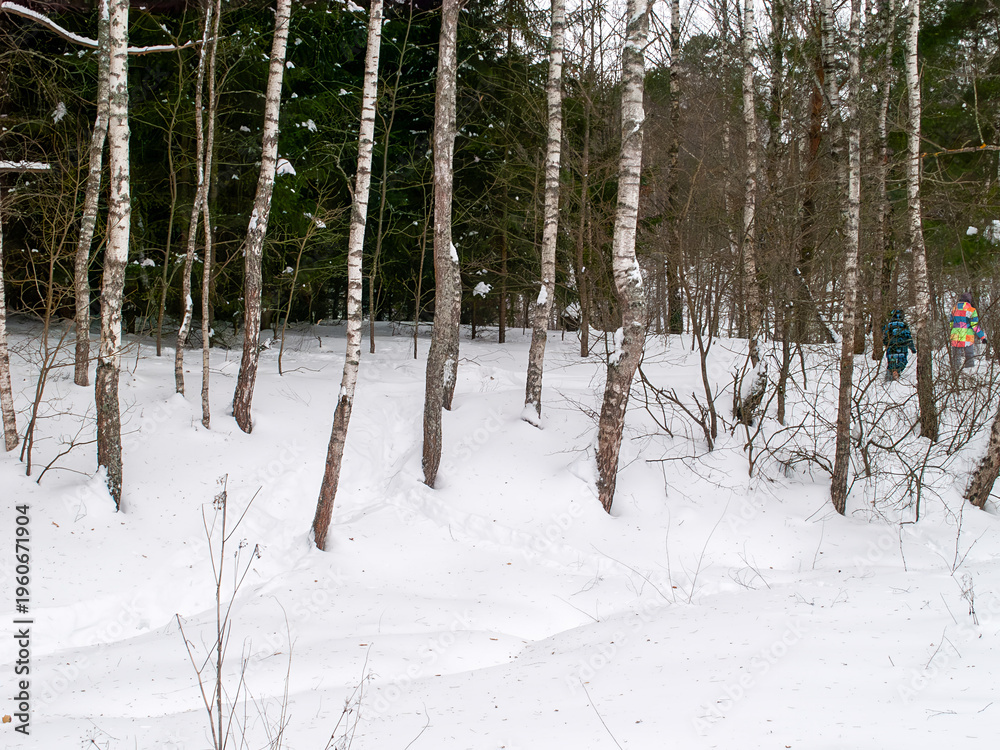 Fototapeta premium A snow-covered forest on the outskirts of a village on a cloudy day