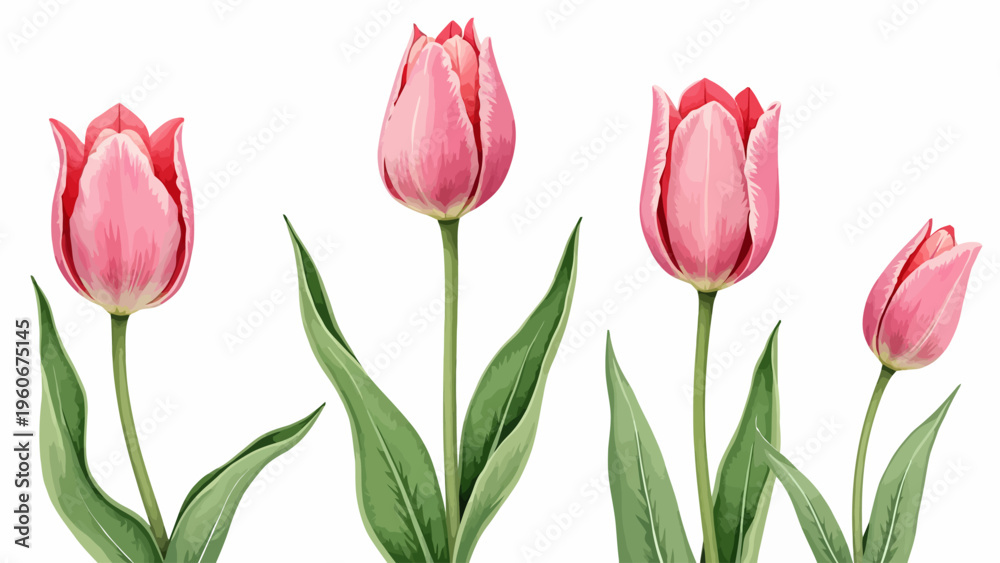 Obraz premium Collection of delicate watercolor style pink blooming tulip flowers with green leaves for beautiful spring nature design and romantic greeting cards.