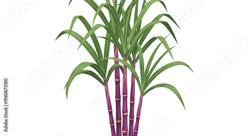 Sugarcane plant with purple stalks and green leaves on white background
