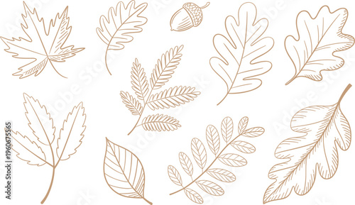 Autumn leaves vector set oak maple acorn botanical outline hand drawn collection illustration
