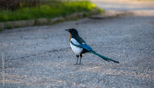 A magpie sits on the pavement against the backdrop of a washed-out path in a park.