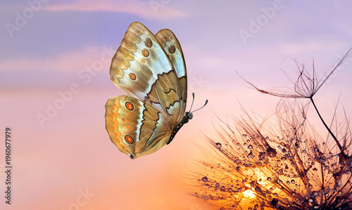 A bright colorful brown and gold tropical morpho butterfly and dandelion seed...