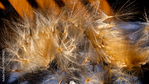 Φωτογραφία Close Up shot of Adenium or Desert Rose Seeds with fluffy hairs-1