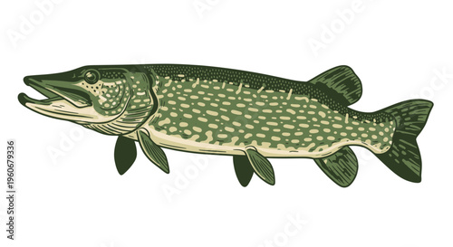 Northern Pike Fish Illustration - Esox lucius Predator Aquatic Animal