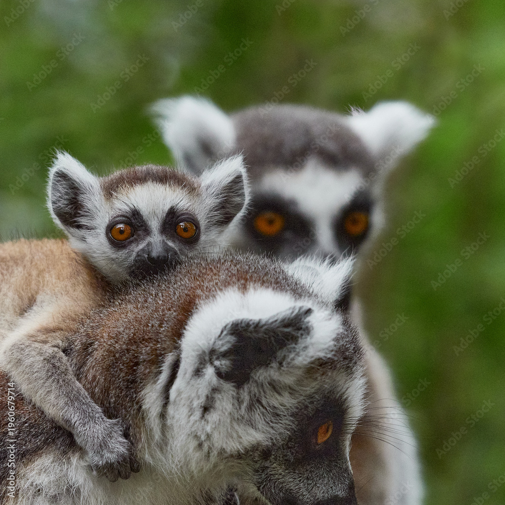 Naklejka premium Baby ring tailed lemur riding on mother back in natural habitat, family of monkey square
