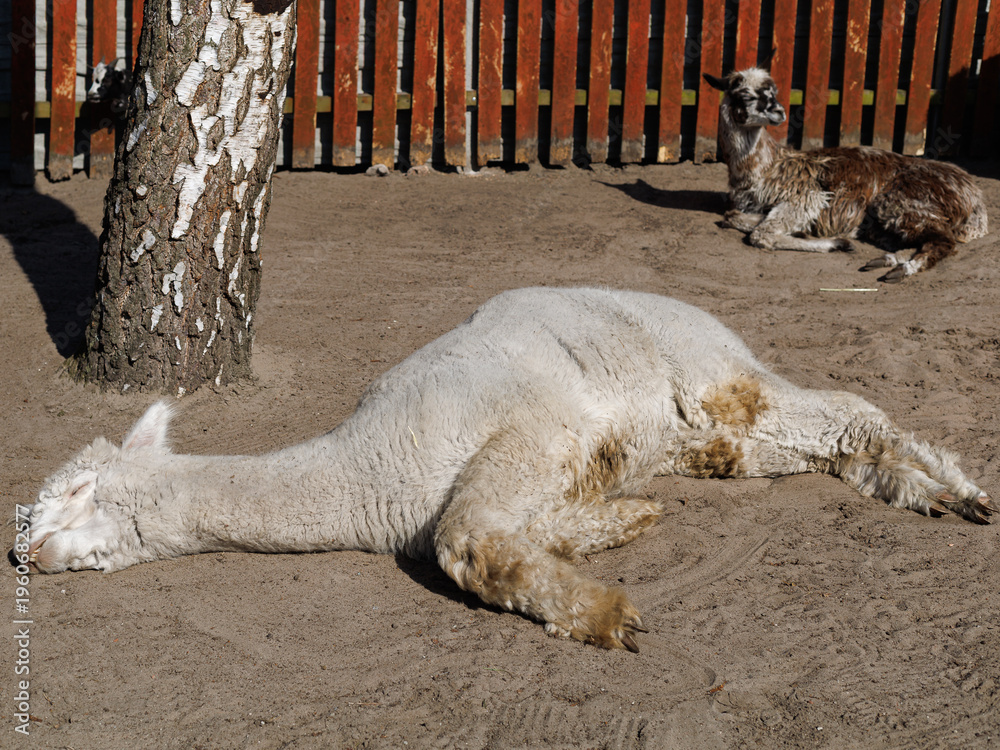 Naklejka premium Alpaca lying on ground resting on farm outdoors with copy space. Concept of rest, calm, animal welfare, rural life, farming, nature.
