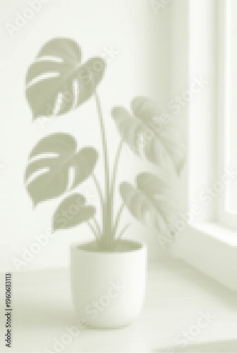 Monstera deliciosa plant in a white pot on a window sill