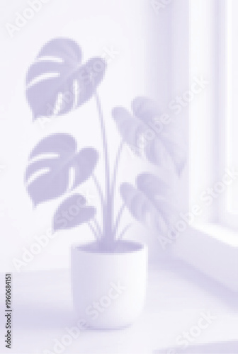 Monstera deliciosa plant in a white pot on a windowsill