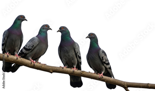 Four pigeons perched on a tree branch against a white background
