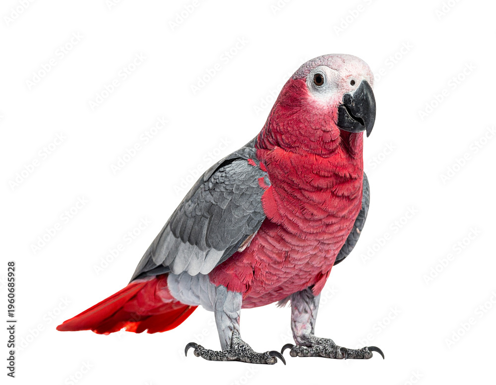 Obraz premium Red-faced pink cockatoo perched on bare ground with vibrant plumage