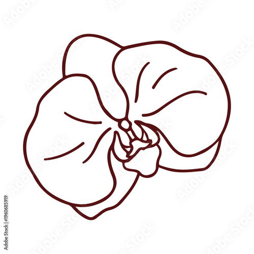 Moth Orchid Phalaenopsis Flower Line Art Minimalist Illustration