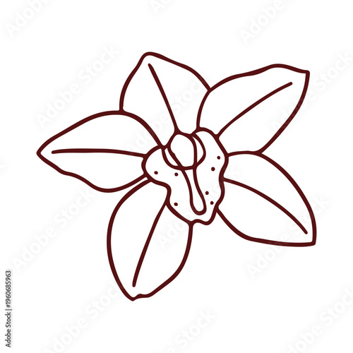 Hand Drawn Vanilla Orchid Flower Line Art Botanical Element