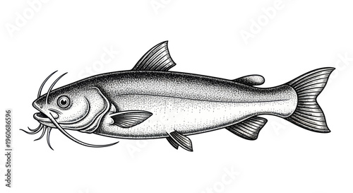 Detailed Black and White Illustration of a Catfish with Whiskers