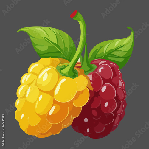 Cluster of yellow raspberries for rare garden berry collection and healthy organic snack themes - Vector Illustration