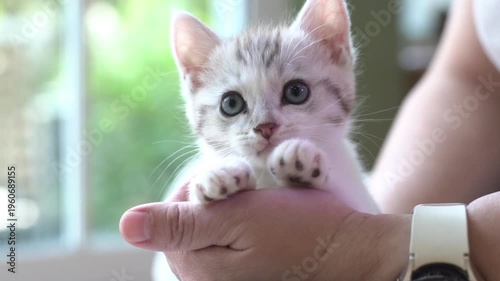 Female holding cute newborn tabby kitten lie on back on palm hand inside house